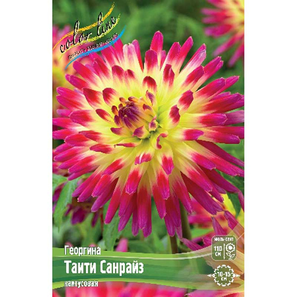Георгина Таити Санрайз I 15 шт Шоу-бокс 9083