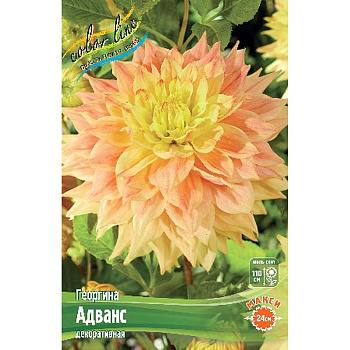 Георгина Адванс I 15 шт Шоу-бокс 8888