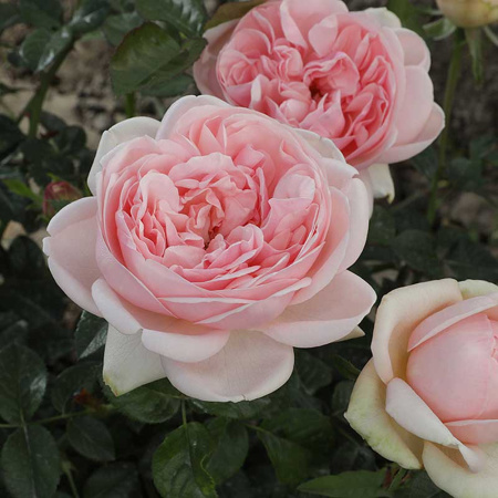 Роза чайно-гибридная Демюр Леди Садовита