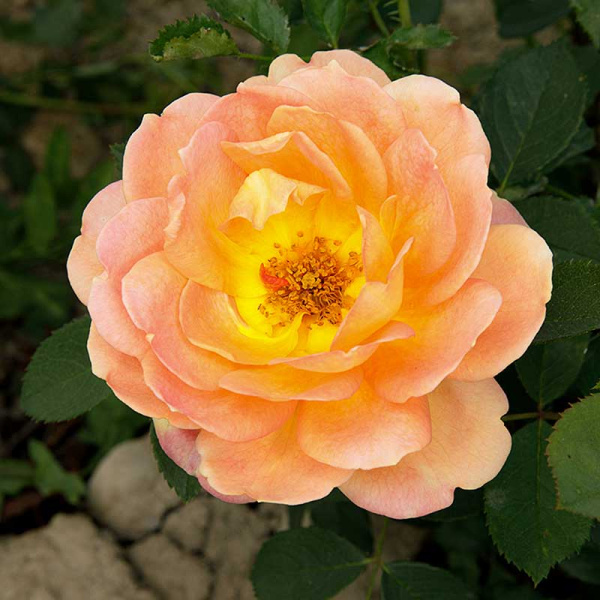 Роза шраб Леди Эмма Гамильтон (Английская) Садовит