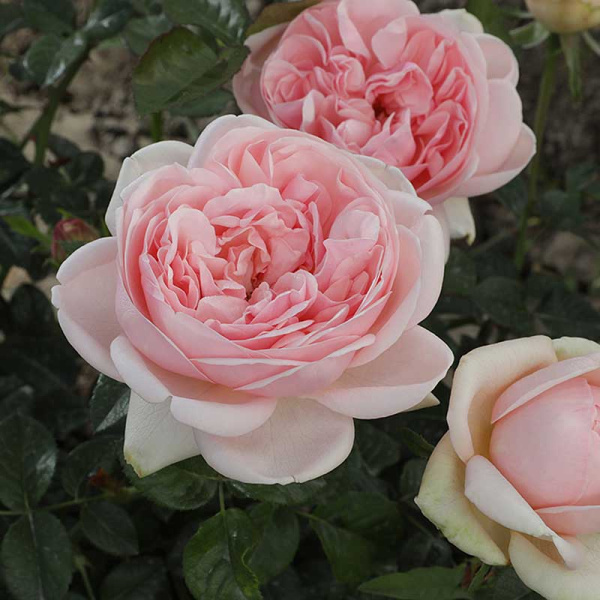 Роза чайно-гибридная Демюр Леди Садовита