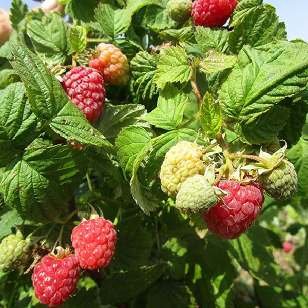 Малина Феномен Садовита