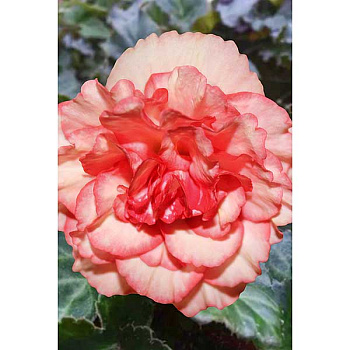 Бегония Вумми Мармората 4/5 40 шт Садовита Шоу-Бокс 13691 