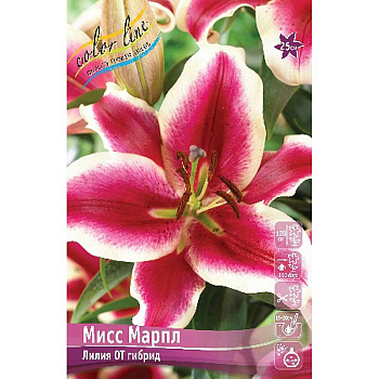 Лилия Мисс Марпл 16/18 25 шт Биг-Пак 14782 