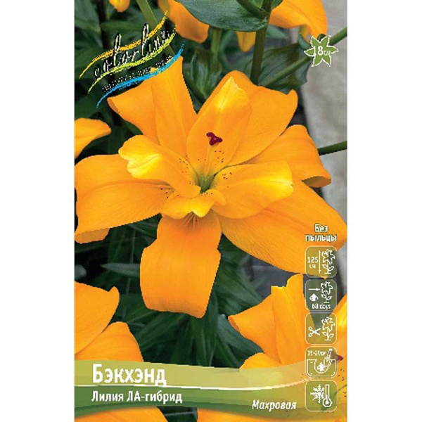 Лилия Бэкхэнд 12/14 5 шт 