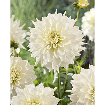 11377 Шоу-Бокс Георгина Титан Альбино I 15 шт 