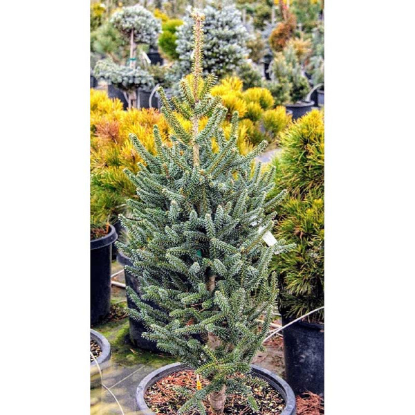 10011 Пихта Испанская Фастигата 30-40см с комом ,шт