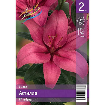 Лилия Астилло 12/14 2 Эконом шт 