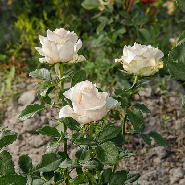 Роза чайно-гибридная Талея Садовита