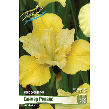 Ирис Сибирский Саммер Ревелс I 1 шт