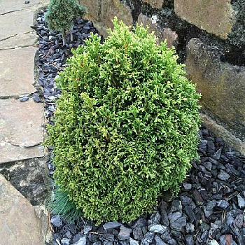 Туя Западная Кразнал C3 20-25cm