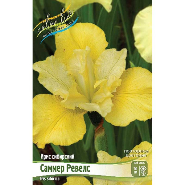 Ирис Сибирский Саммер Ревелс I 1 шт