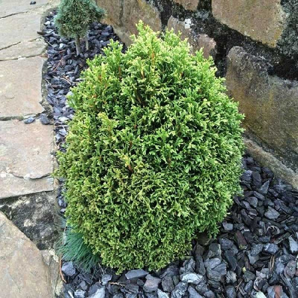 Туя Западная Кразнал C3 20-25cm