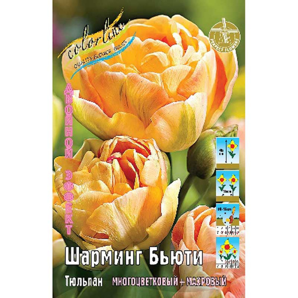 7561 Шоу-бокс Тюльпан Шарминг Бьюти 11/12 75 шт 