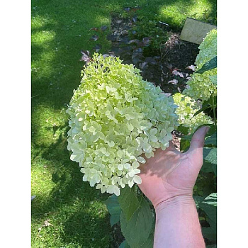 Гортензия Метельчатая Минти Спирит P9