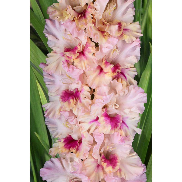 Гладиолус Прекрасное Далеко 8/10 5 шт, Садовита 