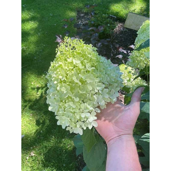 Гортензия Метельчатая Минти Спирит P9