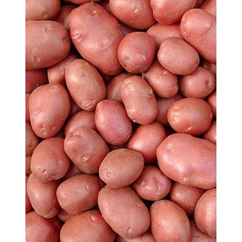 Картофель Беллароза Элита (коробка 25кг +/-5%)