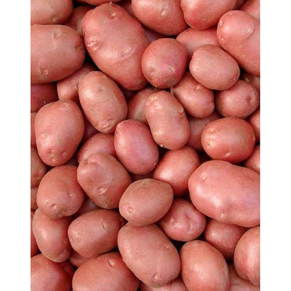 Картофель Беллароза Элита (коробка 25кг +/-5%)