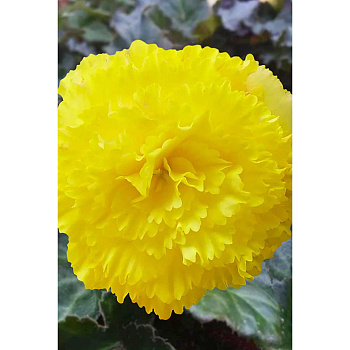 Бегония Бахромчатая Желтая 5/6 3 шт Садовита 