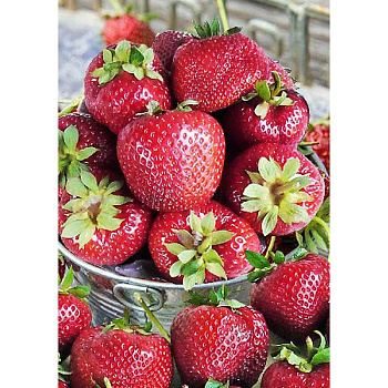 Земляника Садовая Федерика A 5 шт 