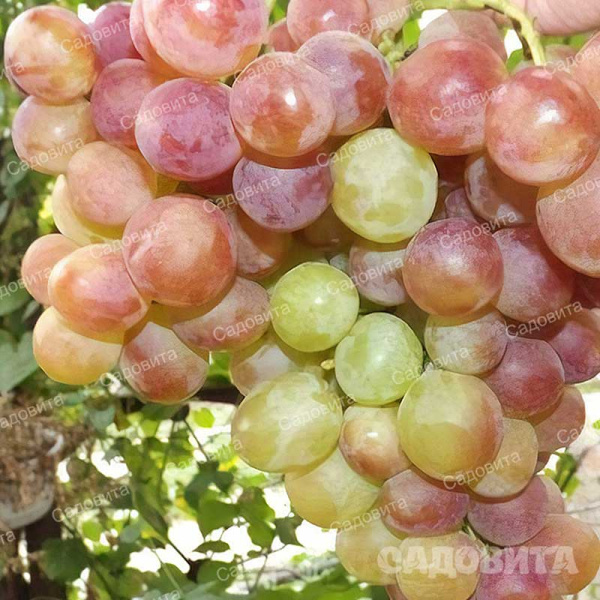 Виноград Геракл очень ранний Садовита
