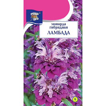 Монарда Ламбада Урожай у дачи Цх10