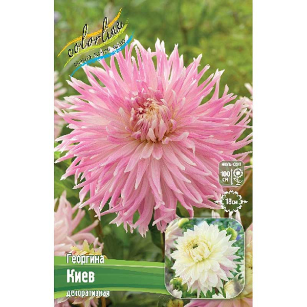Георгина Киев I 15 шт Шоу-бокс 11000