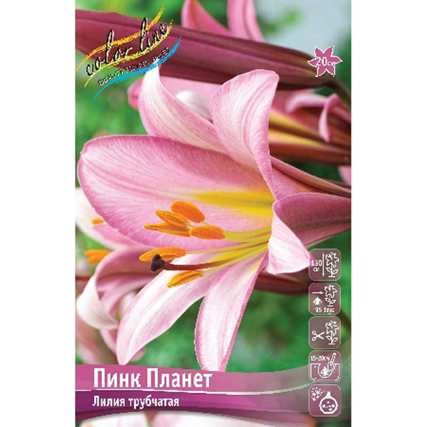 Лилия Пинк Планет 12/14 25 шт Биг-пак 11228 