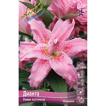 Лилия Дианта 16/18 25 шт Биг-Пак 11256