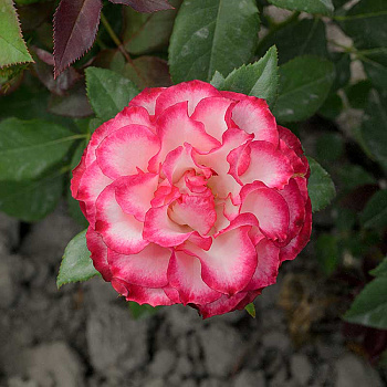 Роза чайно-гибридная Испанский Танцор Садовита