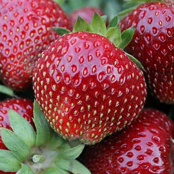 Земляника садовая Сенсейшен (цена за 40 шт.) ОСП