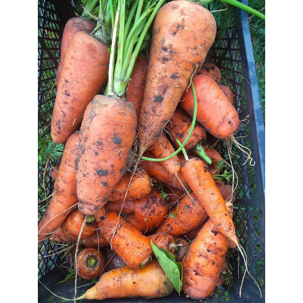 Морковь Шантенэ Роял Марс Ц