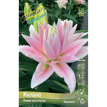 Лилия Милано 16/18 3 шт 