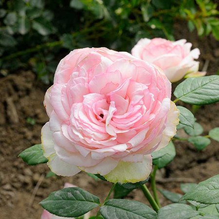 Роза чайно-гибридная Бидермейер гарден Садовита