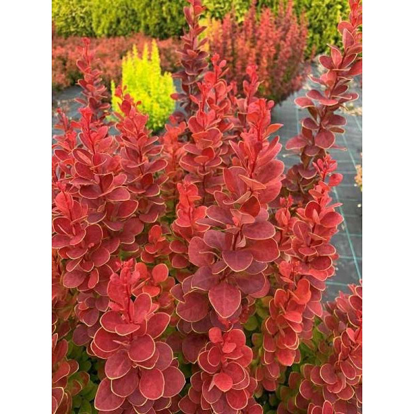 Барбарис Тунберга Неон P9