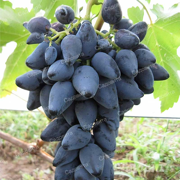 Виноград Викинг очень ранний Садовита