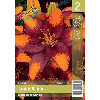 Лилия Тайни Лайон 10/12 2 Эконом шт 