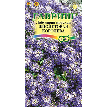 Лобулярия Фиолетовая королева Гавриш Ц 