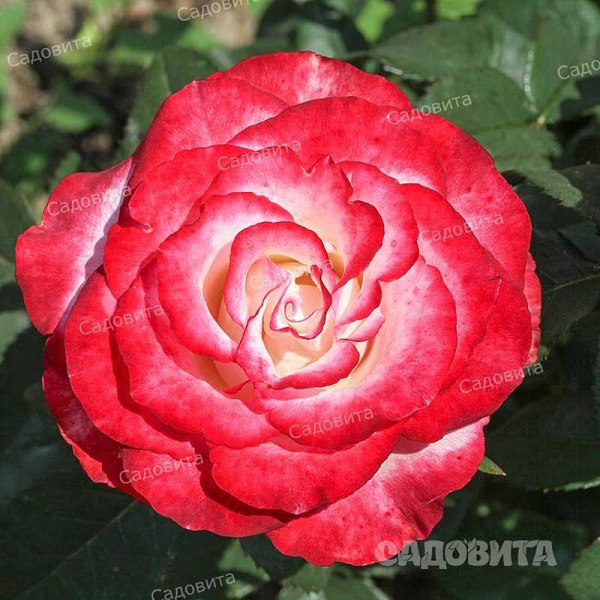 Роза чайно-гибридная Свитнес Садовита