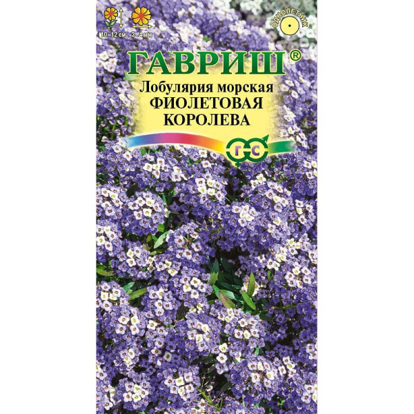 Лобулярия Фиолетовая королева Гавриш Ц 