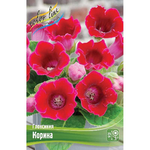Глоксиния Корина 5/6 2 шт 