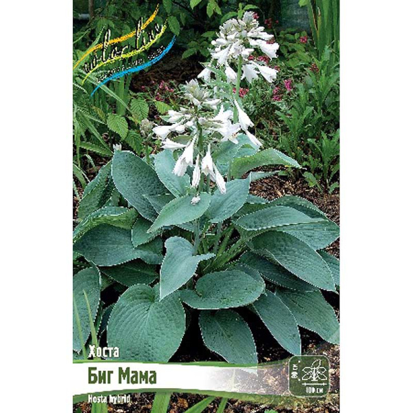 Хоста Биг Мама 1 n 1 шт