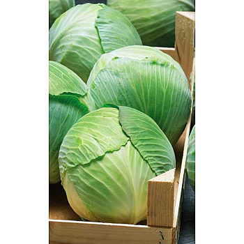 Капуста Белоснежка Марс Ц