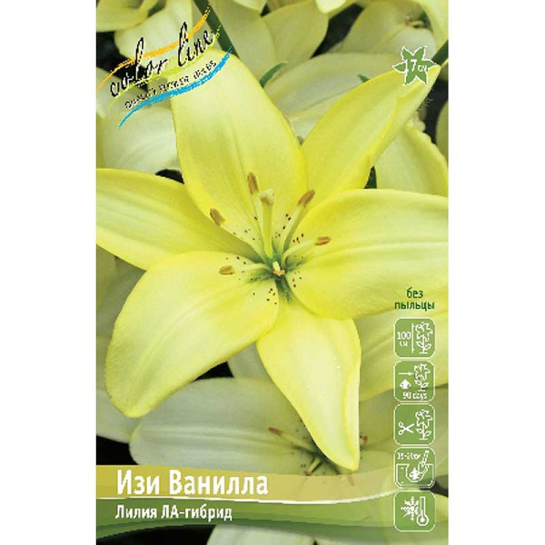 Лилия Изи Ванилла 12/14 5 шт 