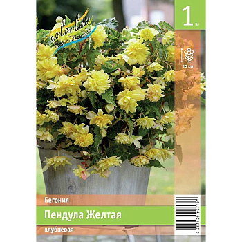 Бегония Пендула Желтая 5/6 1 Эконом шт