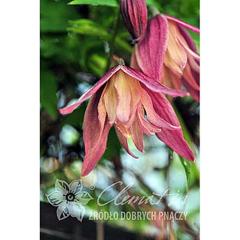 Клематис Джанни C2