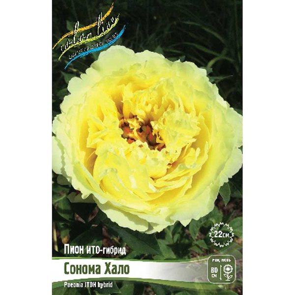 Пион Ито-Гибрид Сонома Хало 2/3 n 5 шт Биг-Пак 16389