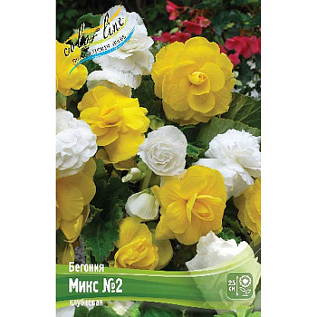 Бегония Микс №2 7/+ 2 шт