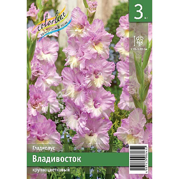 Гладиолус Владивосток 10/12 3 Эконом шт 